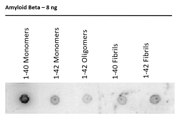 Dot blot using anti-Amyloid beta 18-30 antibodies